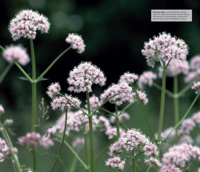 Herbal Remedies Handbook US - Book