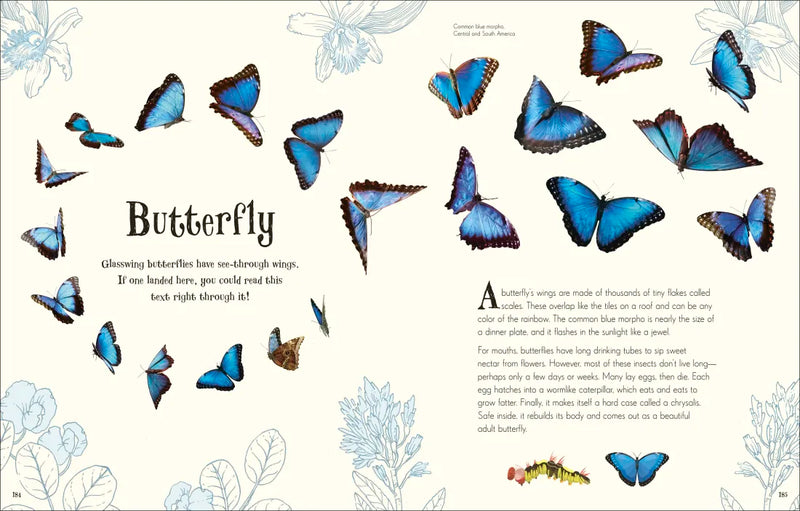 An Anthology of Intriguing Animals US - Hardback