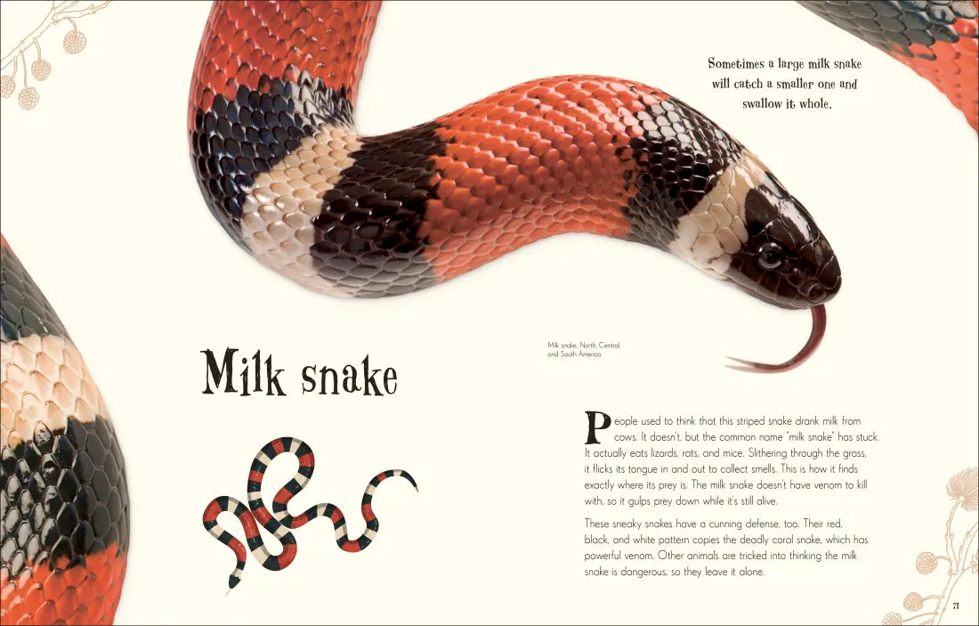 An Anthology of Intriguing Animals US - Hardback
