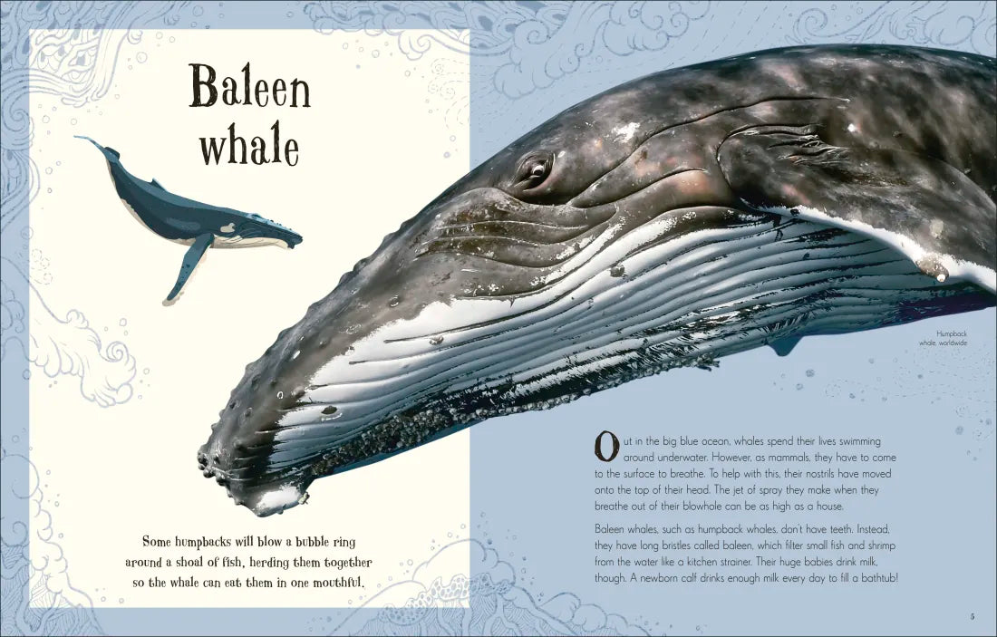 An Anthology of Intriguing Animals US - Hardback