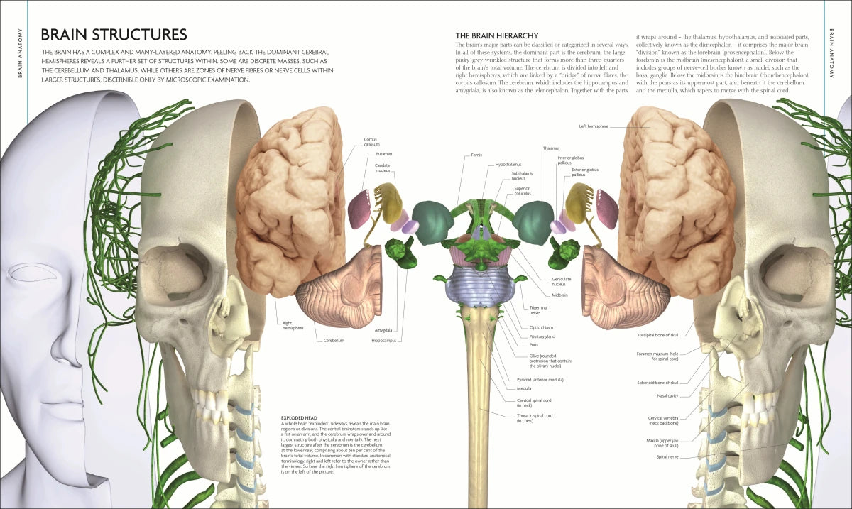 The Human Brain Book US - Hardback