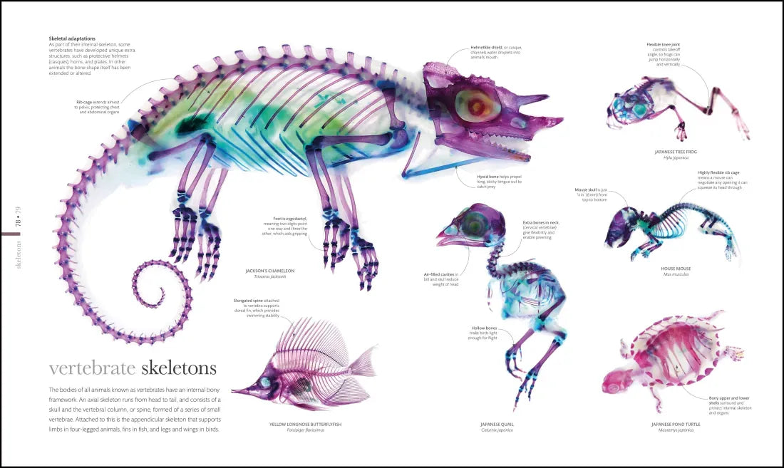 Zoology US - Hardback