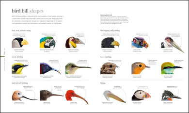 Zoology US - Hardback