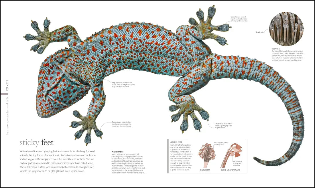 Zoology US - Hardback