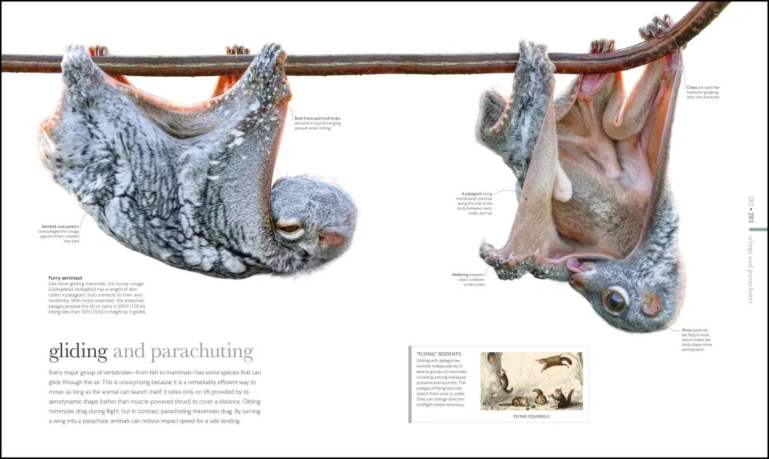 Zoology US - Hardback