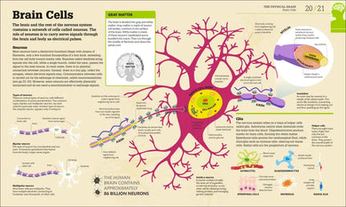 How the Brain Works US - Hardback