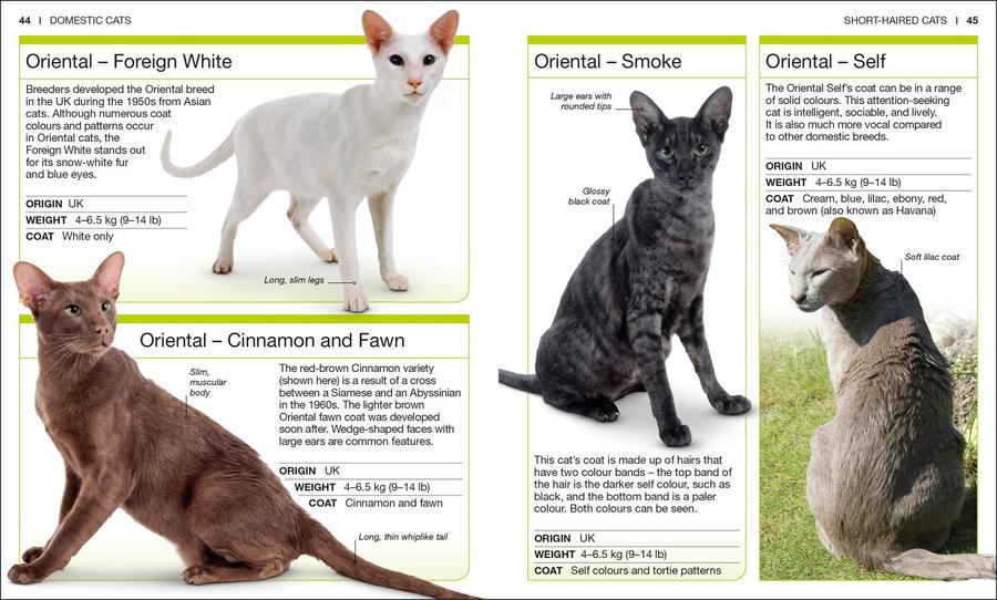 Pocket Genius: Cats US - Paperback / softback