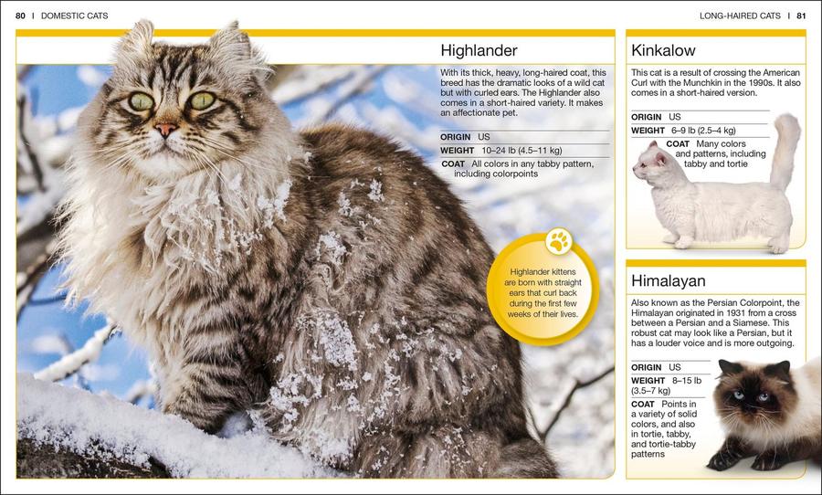 Pocket Genius: Cats US - Paperback / softback