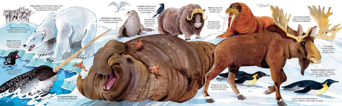 Big Book of Animals GB - Hardback