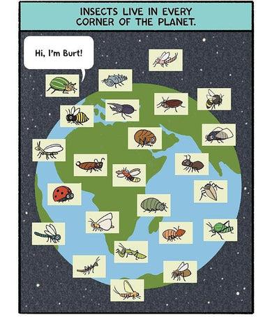 Burt the Beetle