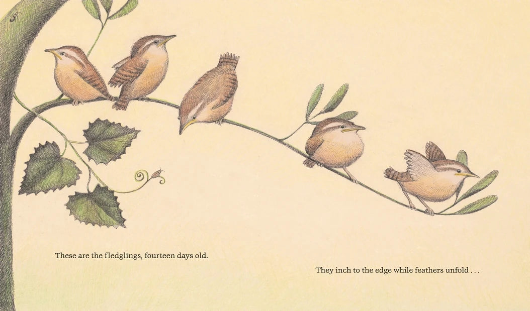 The Nest That Wren Built US - Hardback