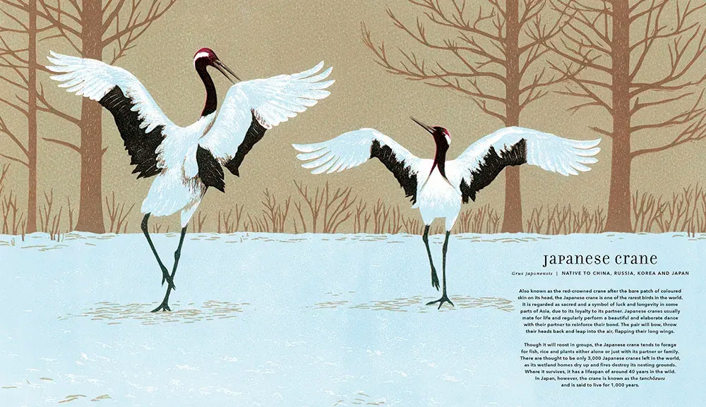 Magnificent Birds US - Hardback