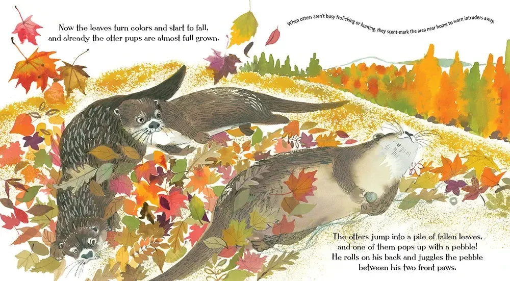 Otters Love to Play US - Paperback / softback