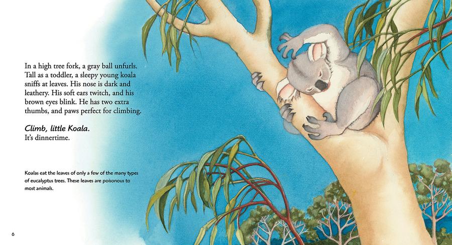 Koala US - Paperback / softback