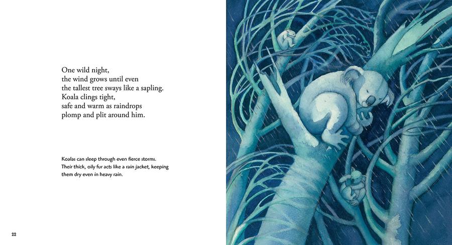Koala US - Paperback / softback