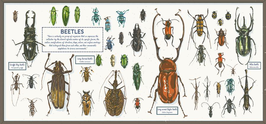 Darwin's Rival: Alfred Russel Wallace and the Search for Evolution US - Hardback