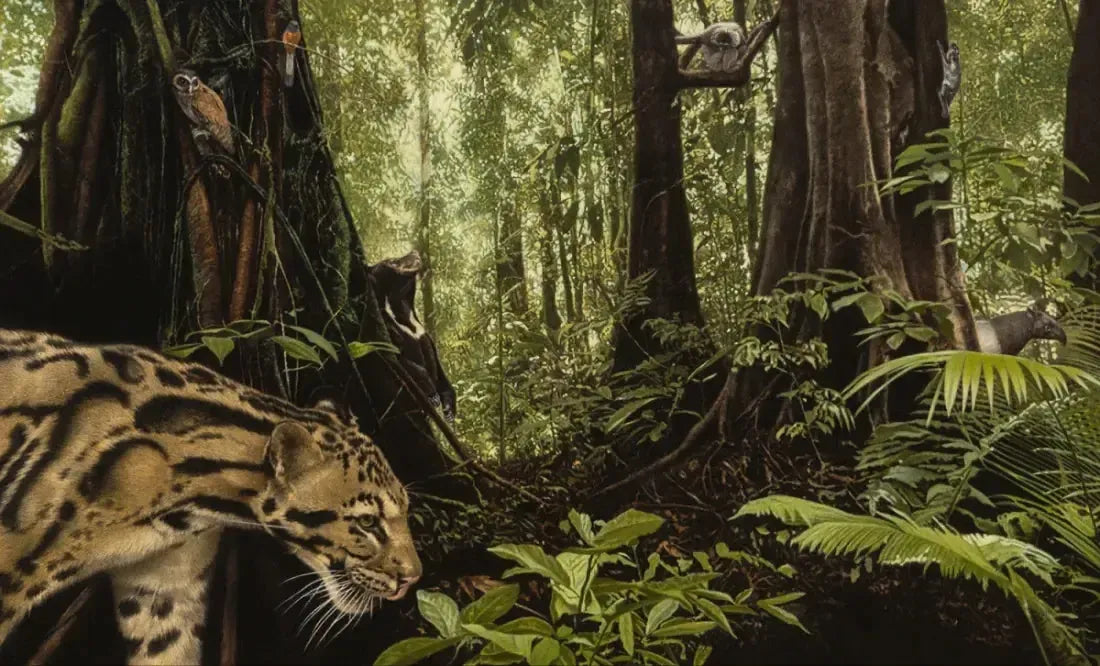 A Walk Through the Rain Forest US - Hardback