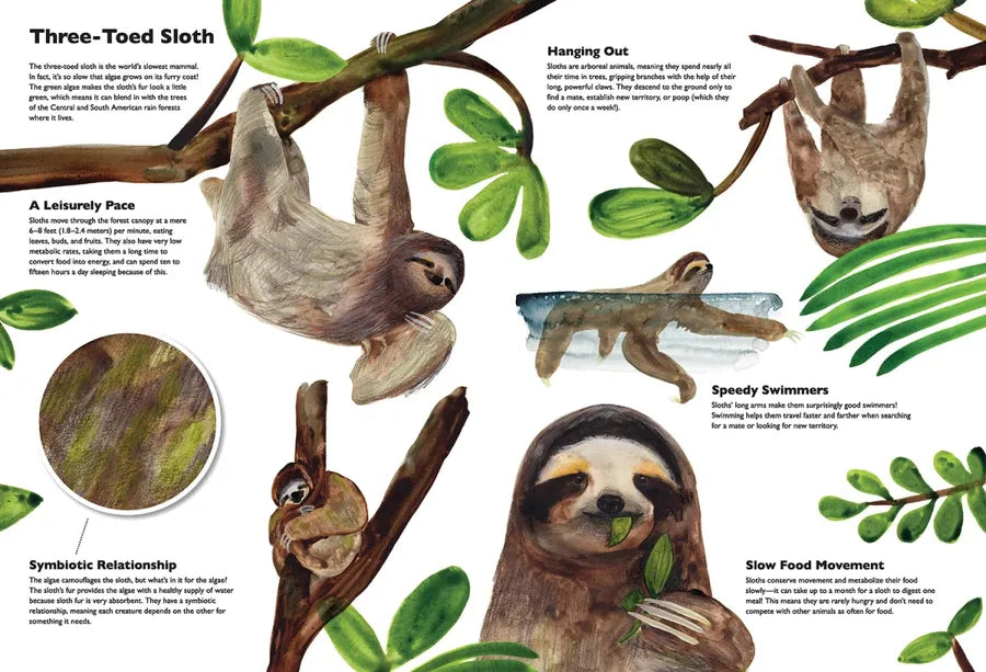 Masters of Disguise: Camouflaging Creatures & Magnificent Mimics US - Hardback