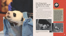 Bei Bei Goes Home: A Panda Story US - Hardback