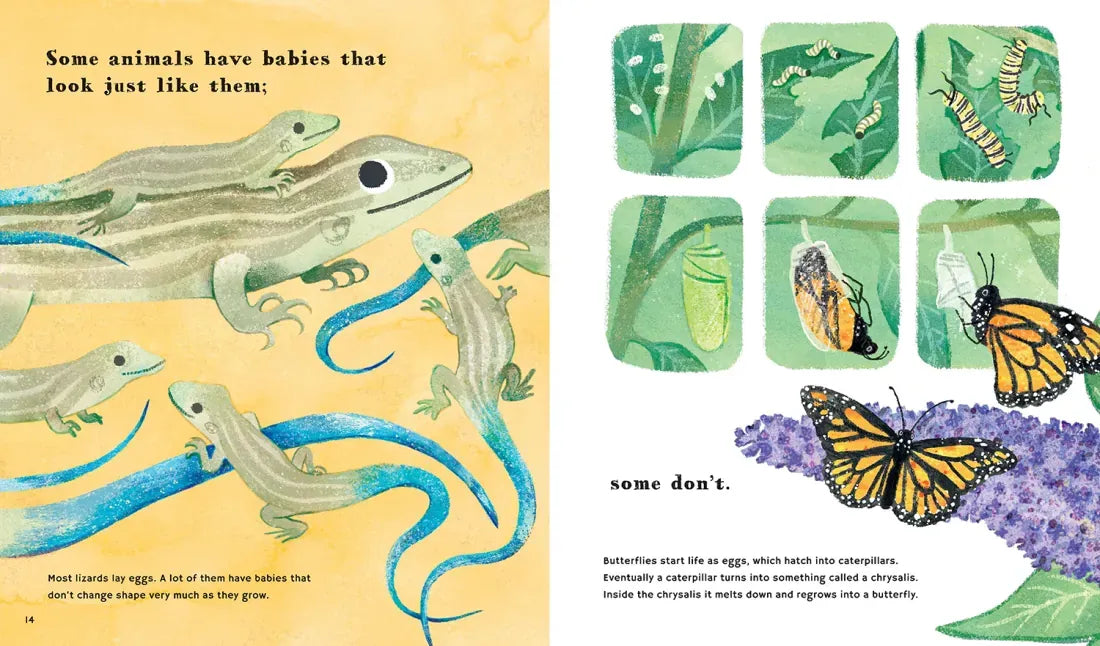Find Out About Animal Babies US - Hardback