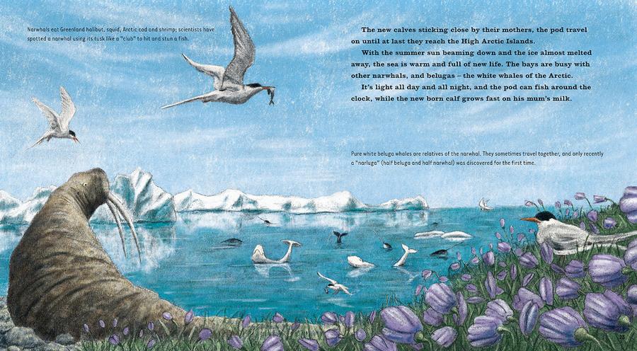 Narwhal: The Arctic Unicorn US - Hardback
