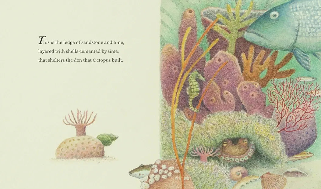 The Den That Octopus Built US - Hardback