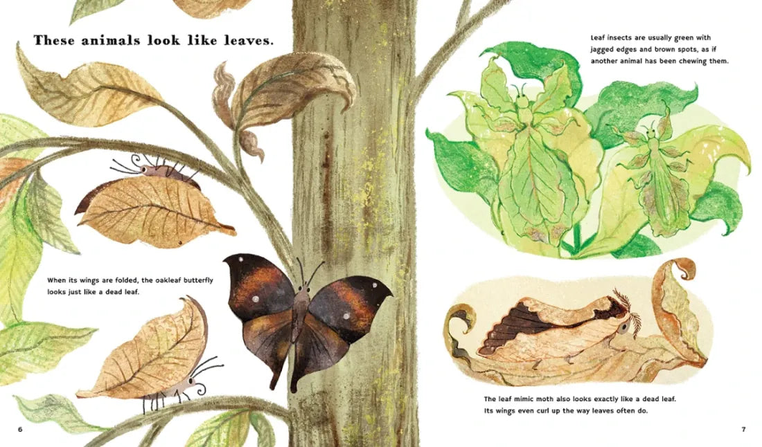 Find Out About Animal Camouflage US - Hardback