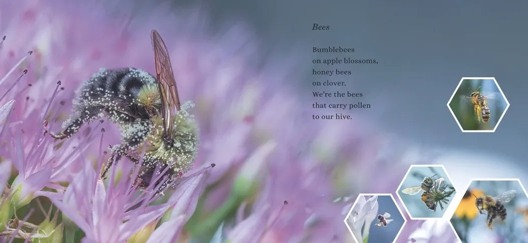 The Mighty Pollinators US - Hardback