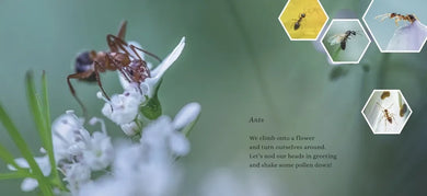 The Mighty Pollinators US - Hardback