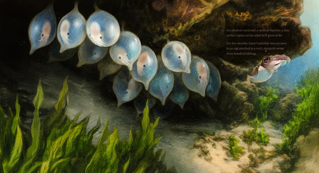 Giant Cuttlefish: Chameleon of the Sea US - Hardback
