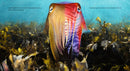 Giant Cuttlefish: Chameleon of the Sea US - Hardback