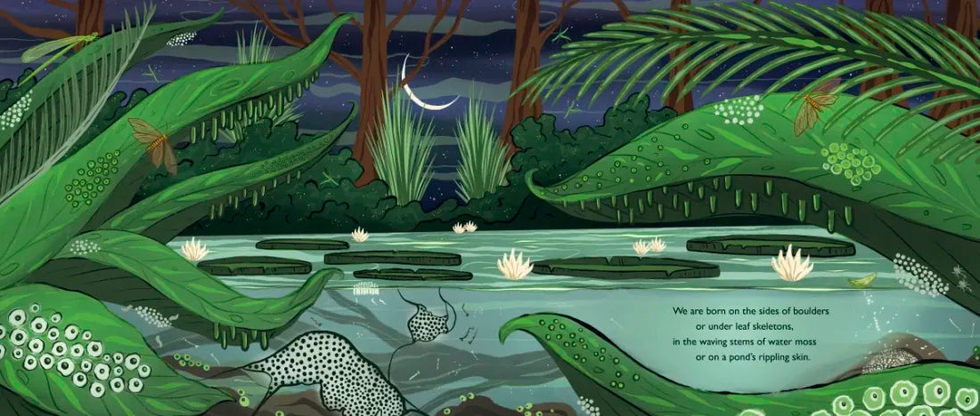 When You See Us: The Mysterious World of Aquatic Insects US - Hardback