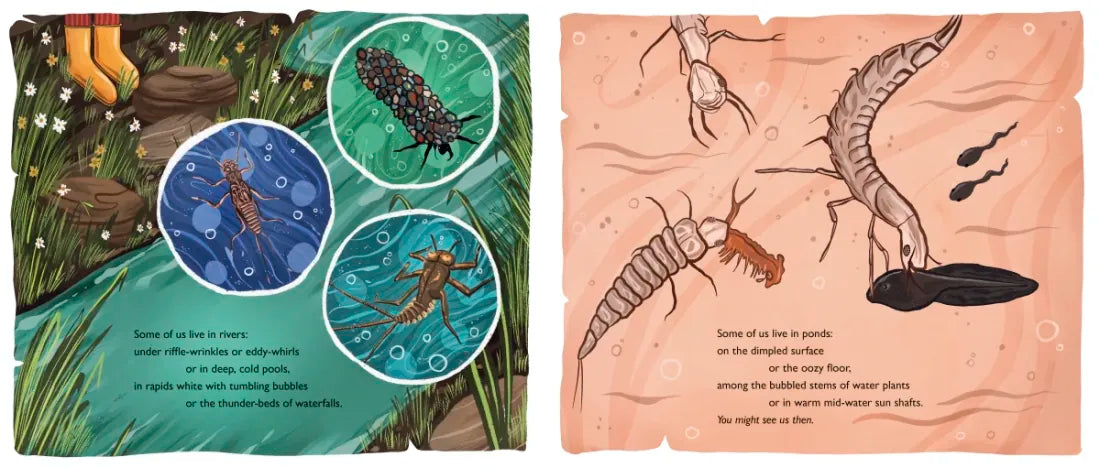 When You See Us: The Mysterious World of Aquatic Insects US - Hardback