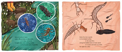When You See Us: The Mysterious World of Aquatic Insects US - Hardback