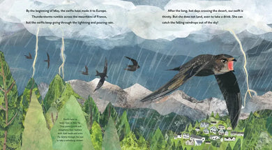 Super Swifts: Small Birds with Amazing Powers US - Hardback