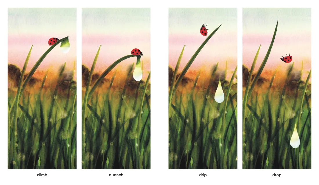 Dawn US - Hardback
