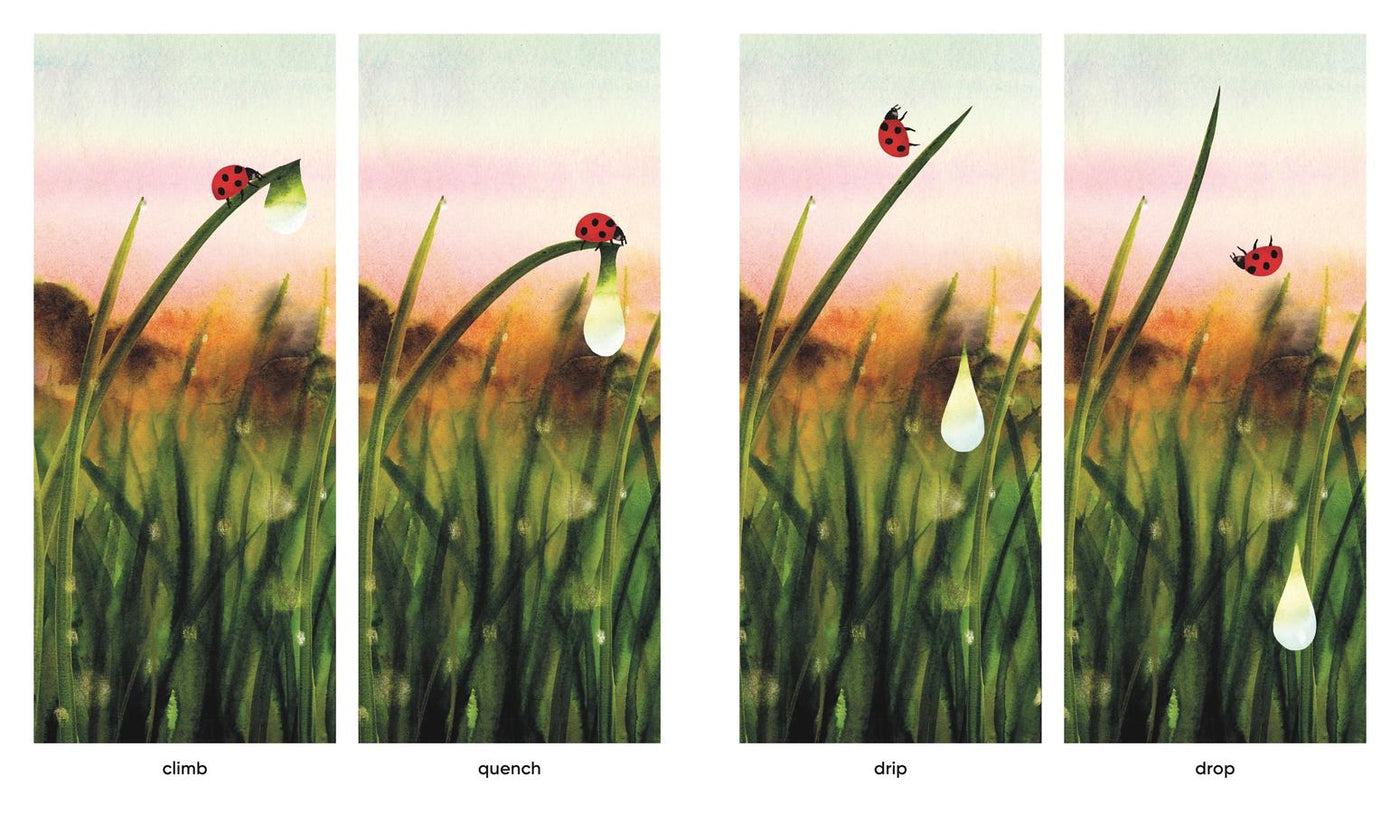 Dawn US - Hardback