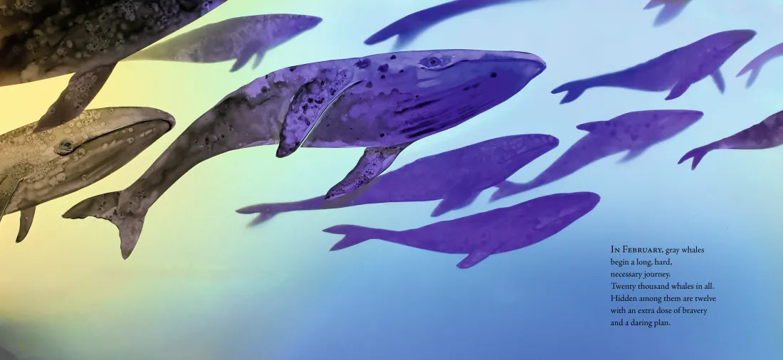 Twelve Daring Grays: A Whale Migration Adventure US - Hardback