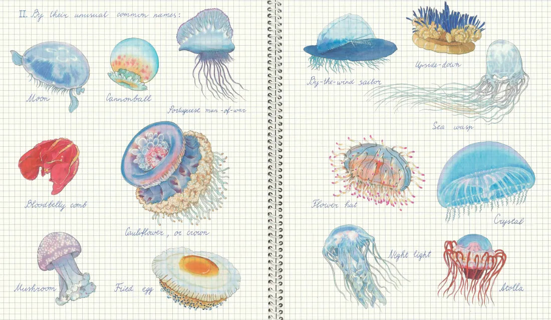 Fourteen Ways of Looking at Jellyfish US - Hardback