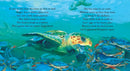 One Tiny Turtle US - Paperback / softback