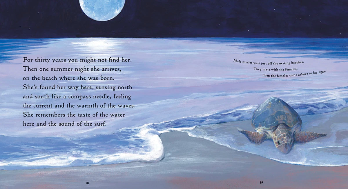 One Tiny Turtle US - Paperback / softback