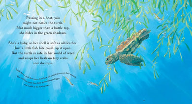 One Tiny Turtle US - Paperback / softback