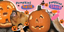 Halloween at the Zoo US - Board book