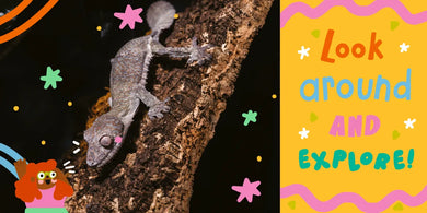 Babies at the Zoo US - Board book