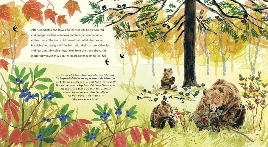 Brown Bears US - Paperback / softback