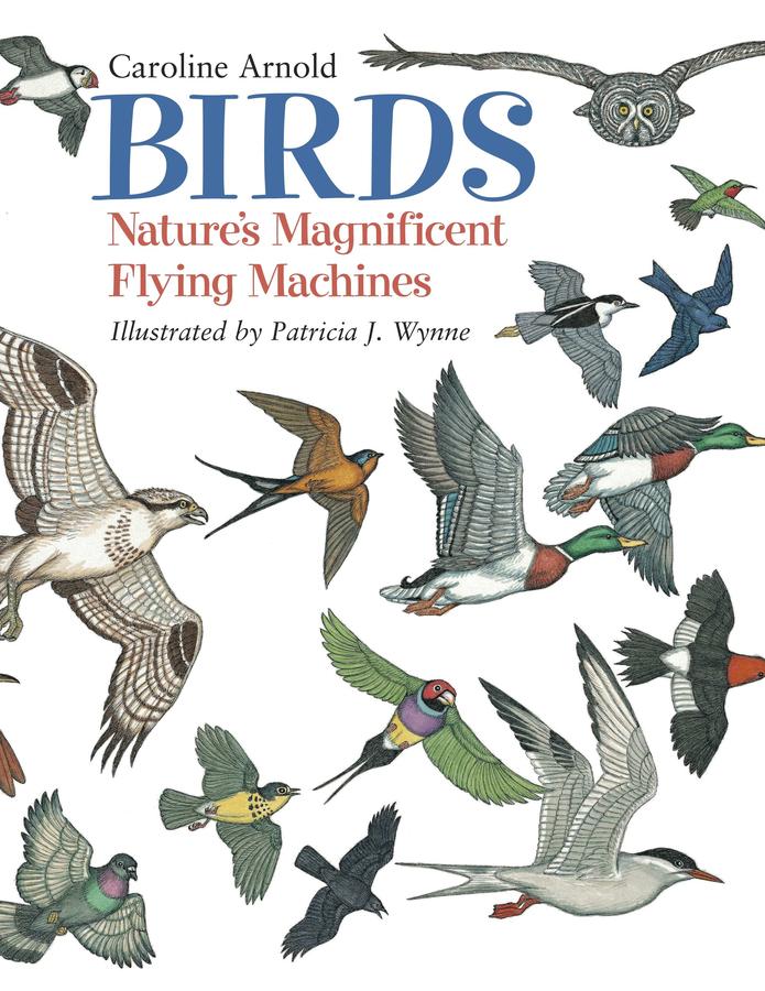 Birds-Children’s / Teenage general interest: Nature and animals-買書書 BuyBookBook