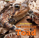 The Hidden Life of a Toad-Children’s / Teenage general interest: Nature and animals-買書書 BuyBookBook