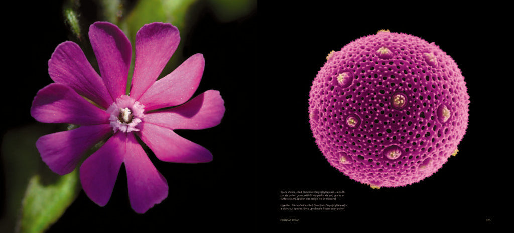 Pollen inside page 4