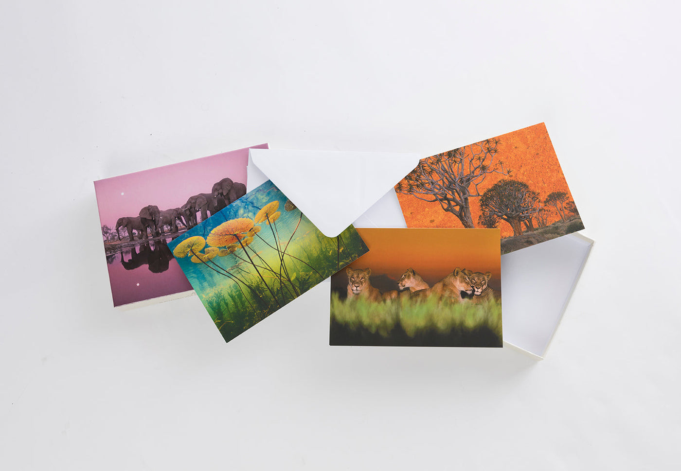 Into Africa: Blank Boxed Notecards inside page 5