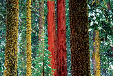 Art Wolfe: Extraordinary Earth Blank Boxed Notecards inside page 2